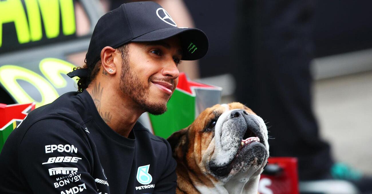 Il cane di Hamilton guadagna pi&ugrave; di noi: ecco quanto 