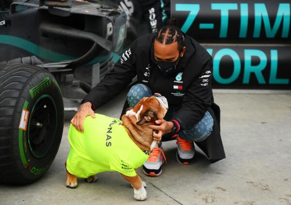 Il cane di Hamilton guadagna pi&ugrave; di noi: ecco quanto 