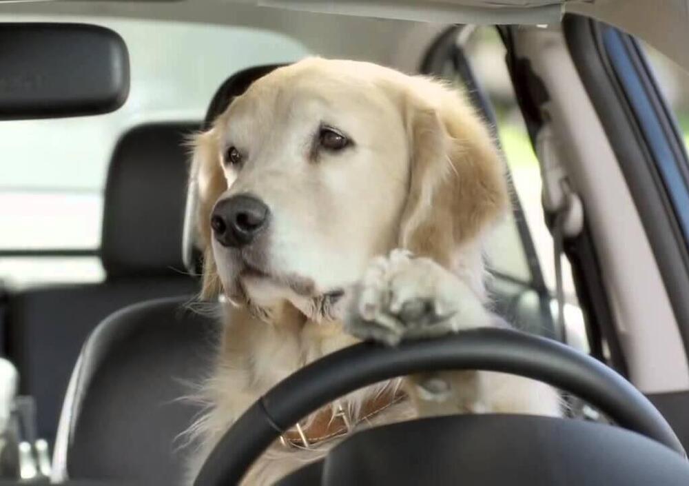 Portare in auto i vostri animali? Ecco alcuni accorgimenti