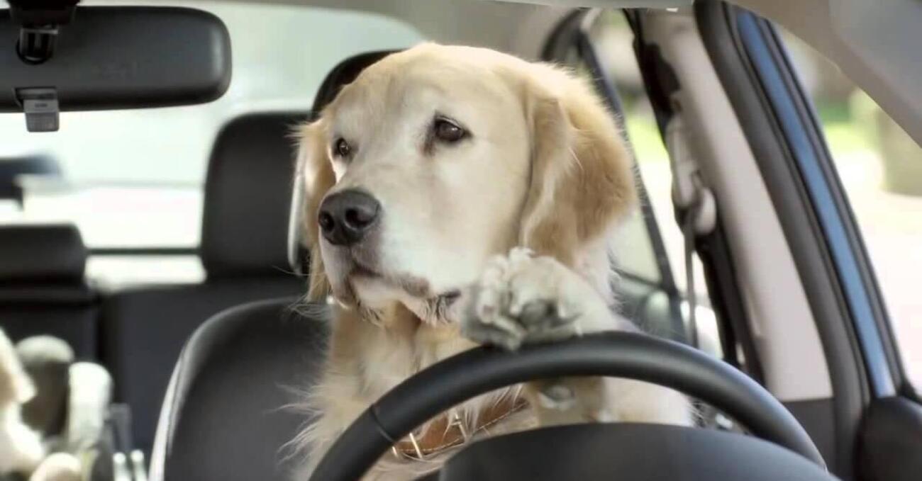 Portare in auto i vostri animali? Ecco alcuni accorgimenti