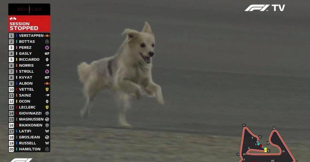 Formula 1: cagnolini in pista! 