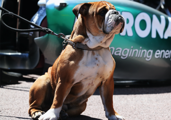 Pensavamo di aver visto tutto, ma ci mancava Lewis Hamilton che condivide un hamburger (vegano) con il cane