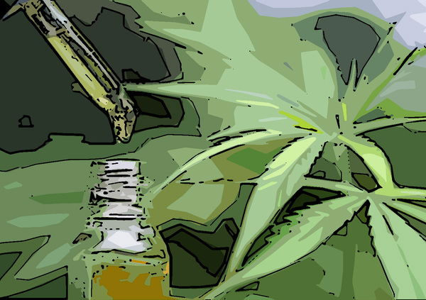 Cannabis, Sammartino: &quot;In Italia prevale confusione politica e ideologica&rdquo;