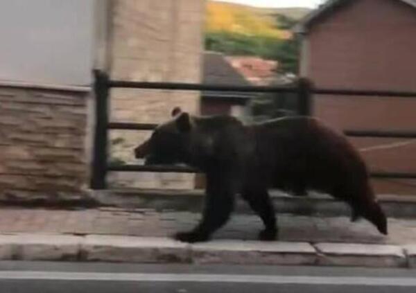 Nel traffico di Pescina auto, moto e... un orso. Il video &egrave; virale 