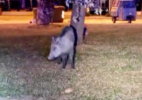 Civitanova Marche: &egrave; virale il video del cinghiale a spasso tra le auto sul Lungomare