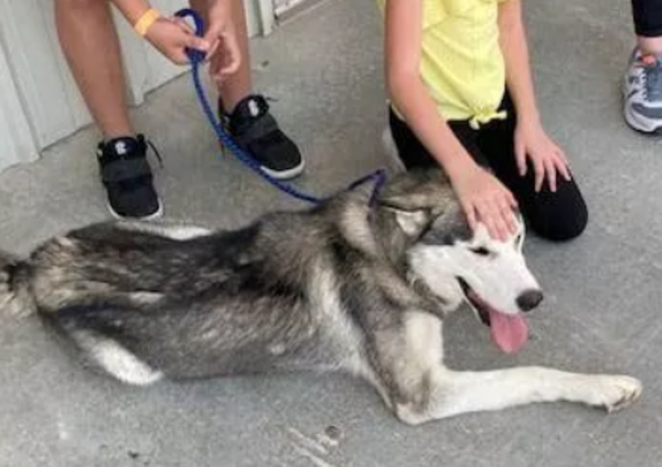 Abbandonano il cane e fuggono in auto: filmati e beccati! [VIDEO]