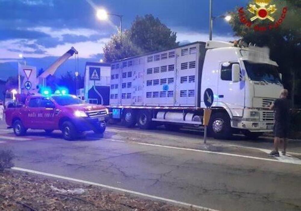 Maiali in rotatoria: l&#039;assurdo incidente di Fossano