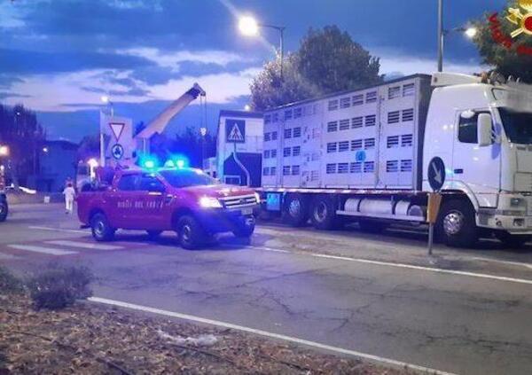 Maiali in rotatoria: l&#039;assurdo incidente di Fossano