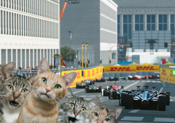 Formula E, l&#039;incredibile storia dei gatti intrappolati nel circuito di Roma