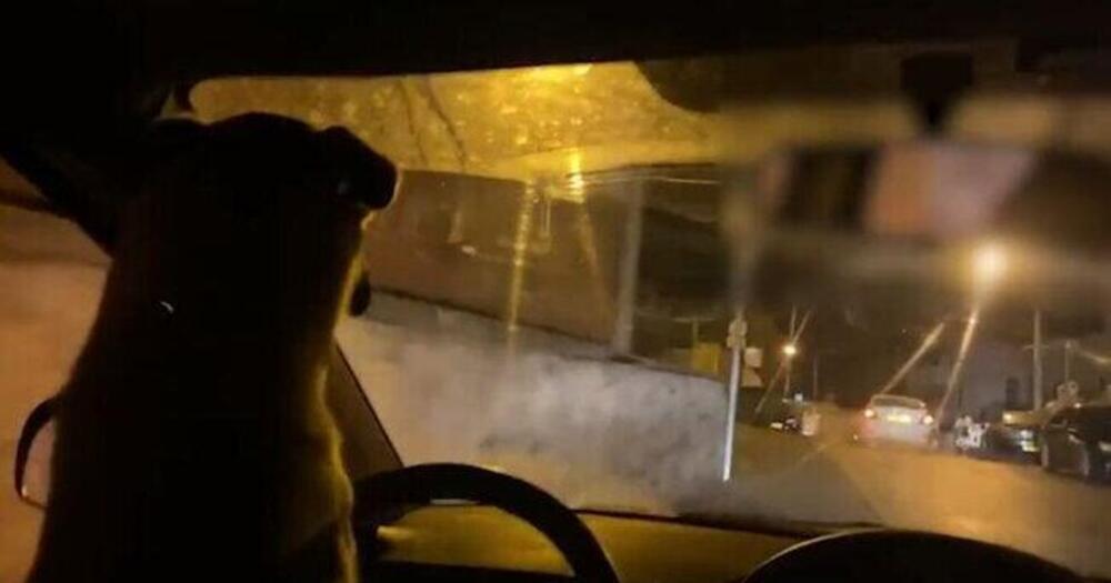 [VIDEO] Fa guidare l&#039;auto al proprio cane e finisce in manette