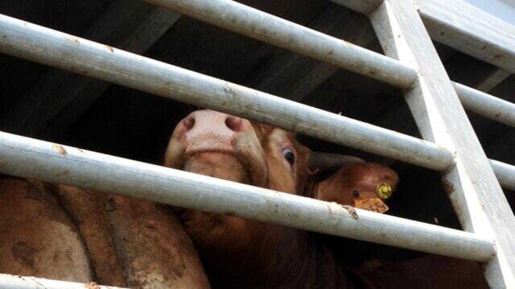 benessere o sofferenza animale nei trasporti