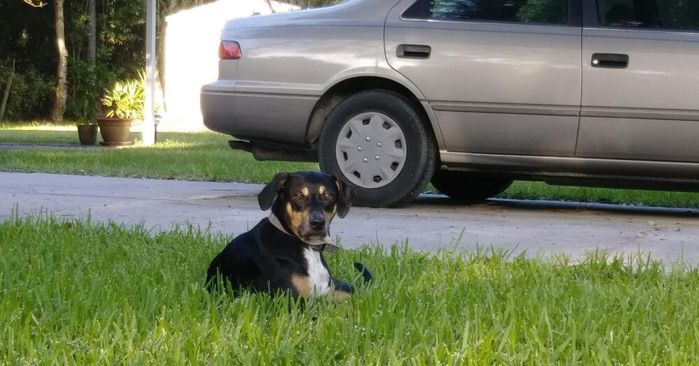 Lega il cane dietro l&#039;auto e lo trascina fino a ucciderlo: gli aveva azzannato due galline