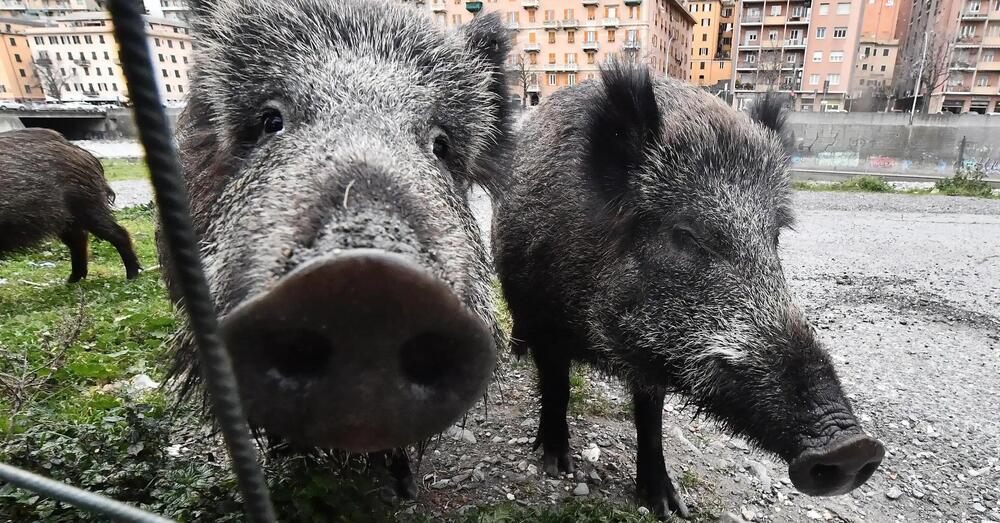 Meglio i cinghiali dei romani: il corso va fatto a loro per abbattere gli umani