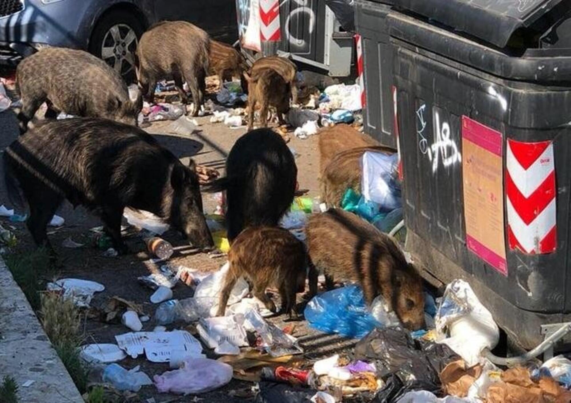 I cinghiali in giro per Roma