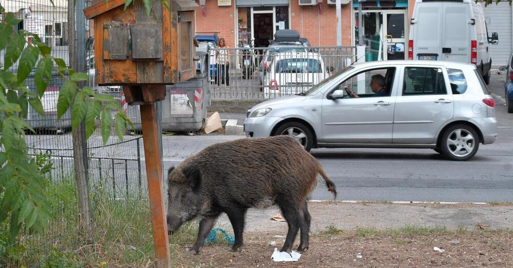 Motociclista finisce in coma dopo aver investito un cinghiale a Roma con lo scooter