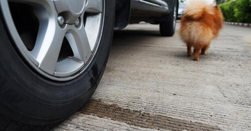 Come mai i cani fanno sempre la pip&igrave; sugli pneumatici dell&rsquo;auto? Ecco tutte le teorie