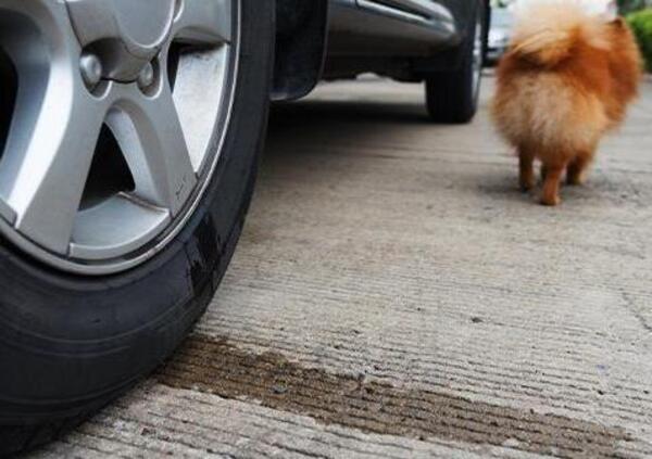 Come mai i cani fanno sempre la pip&igrave; sugli pneumatici dell&rsquo;auto? Ecco tutte le teorie