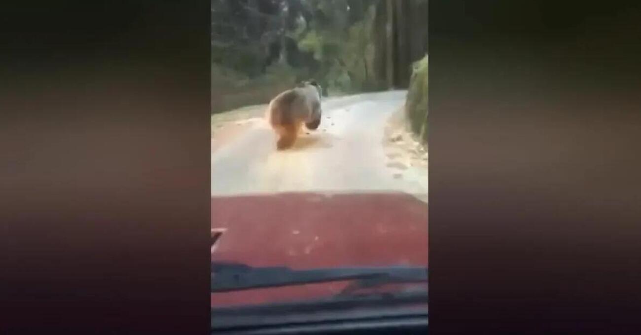Inseguono due orsi in auto in Trentino e il video li fa finire nei guai: ecco perch&eacute;