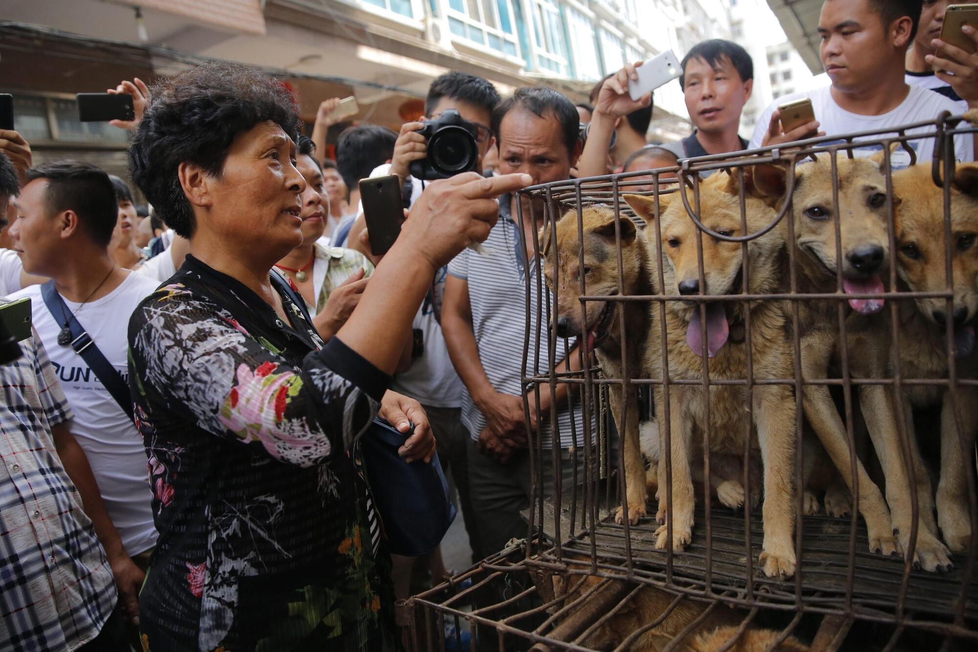 Un commerciante coreano di carne di cane