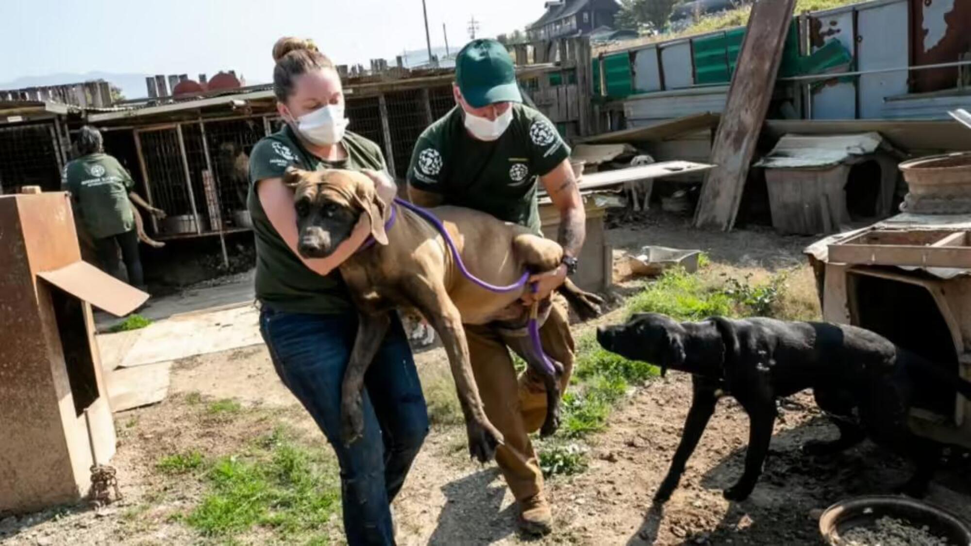 Un allevamento di cani destinati alla cucina in Corea