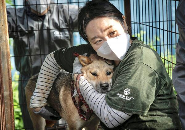 Abbiamo mangiato la carne di cane: la nostra recensione e il dibattito in corso