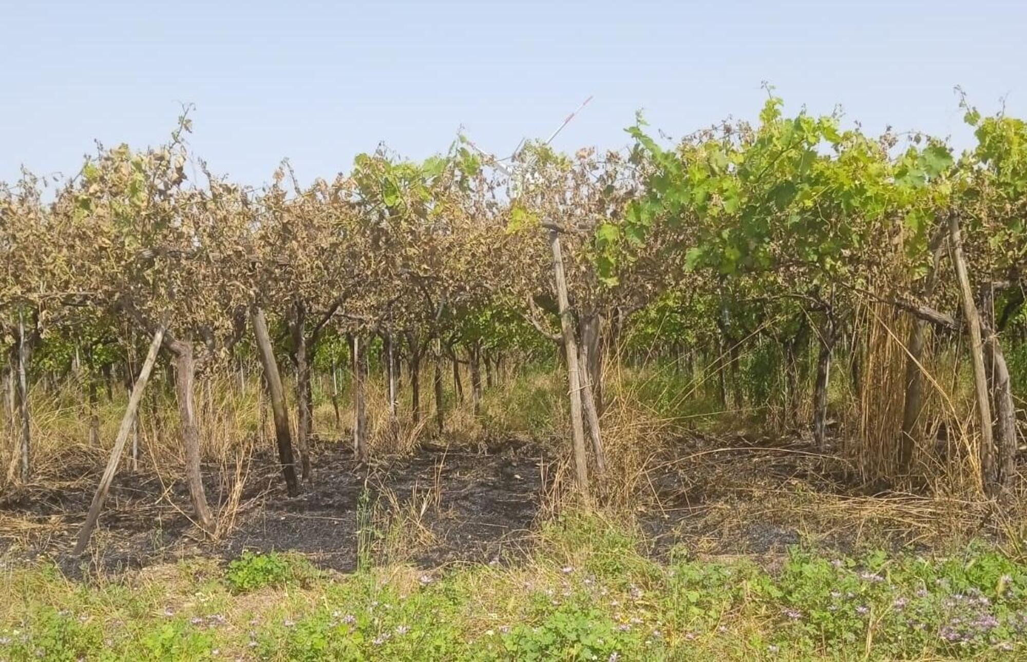 Il terreno di Ramunno bruciato