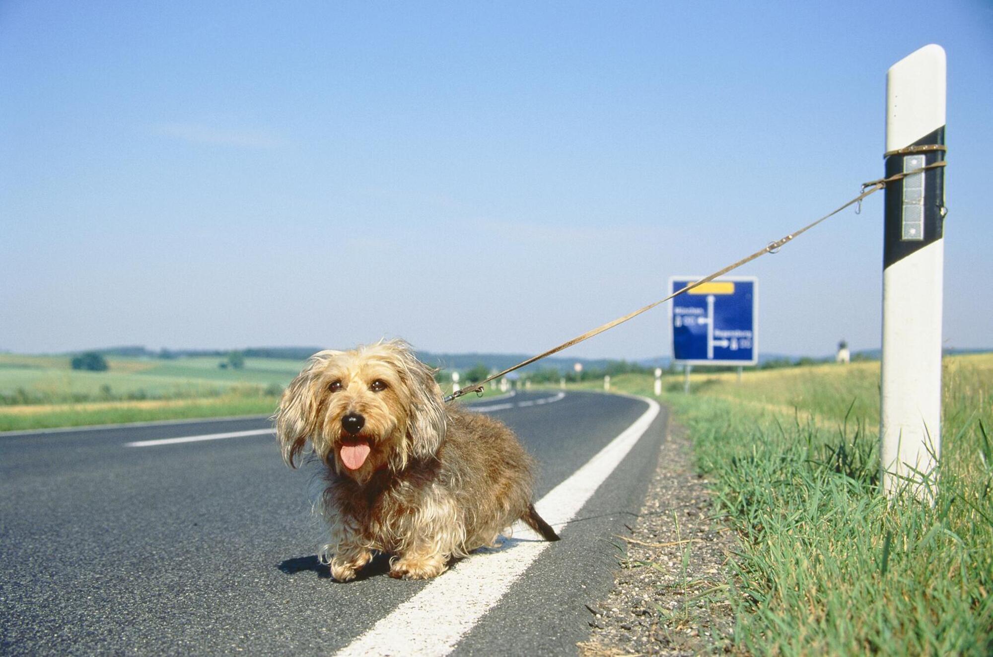 cane abbandonato strada