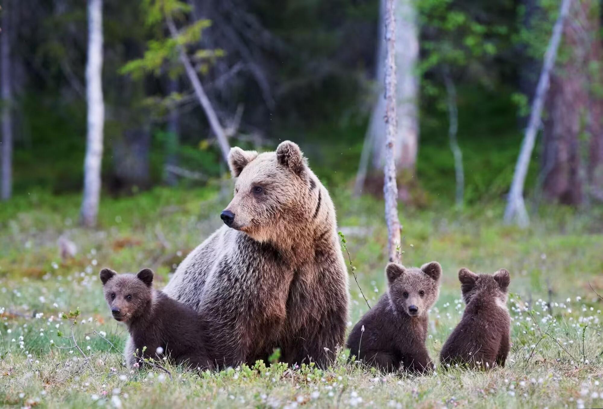 L&#039;orsa Amerena con i suoi cuccioli