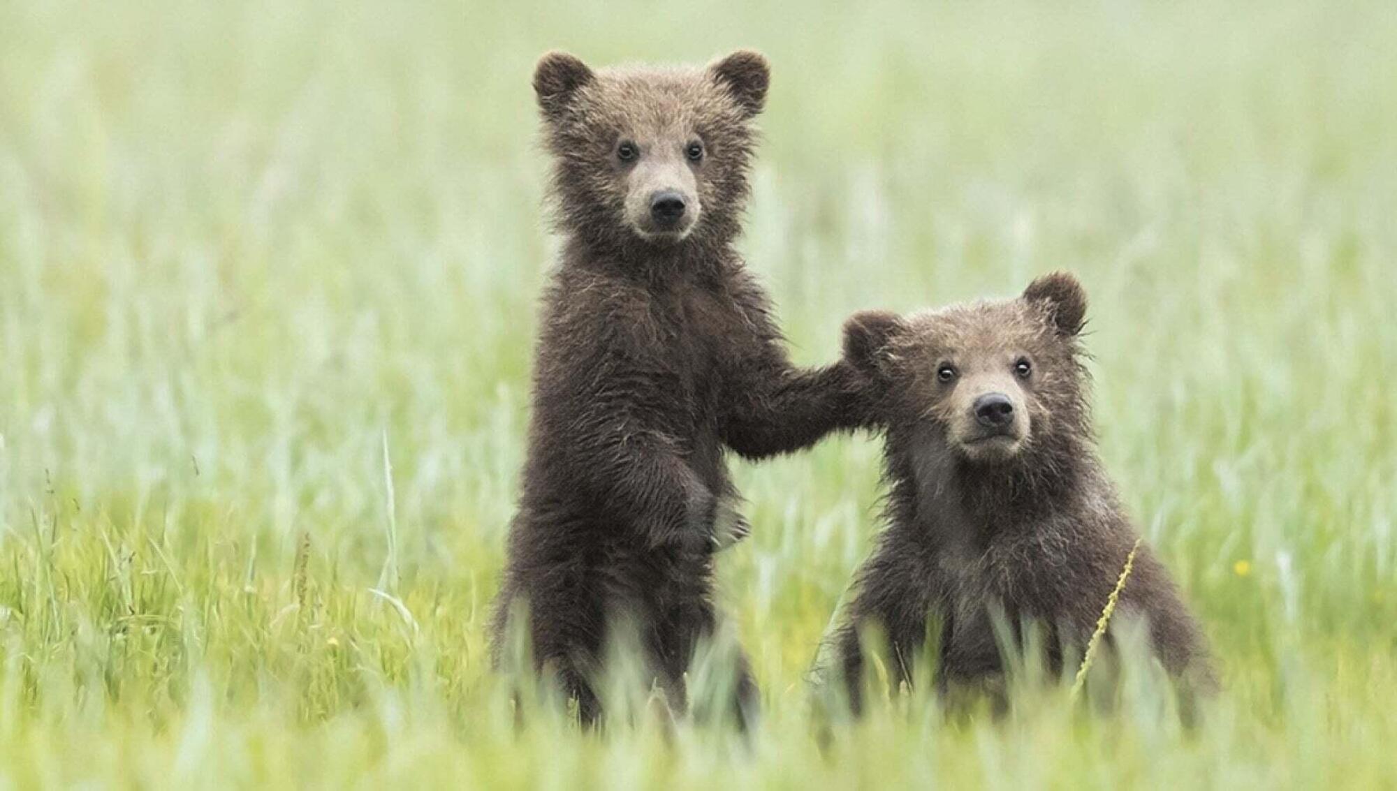 I cuccioli della orsa Amarena