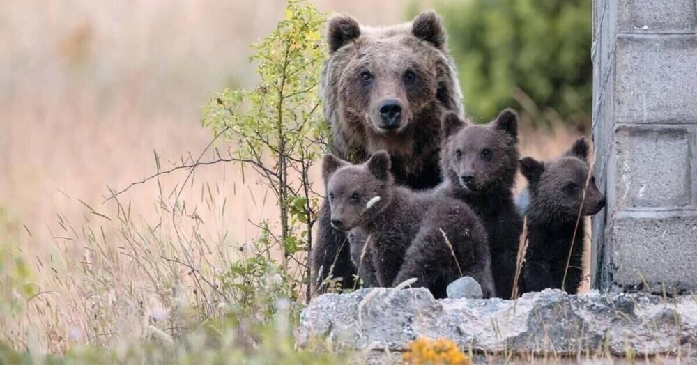 Chi ha sparato all&#039;orsa Amarena ha sparato anche a me