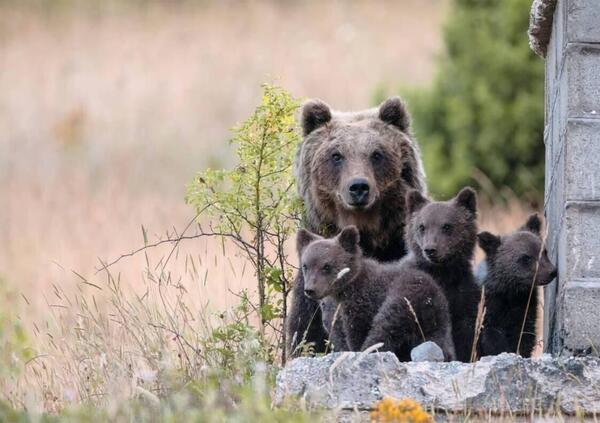 Chi ha sparato all&#039;orsa Amarena ha sparato anche a me