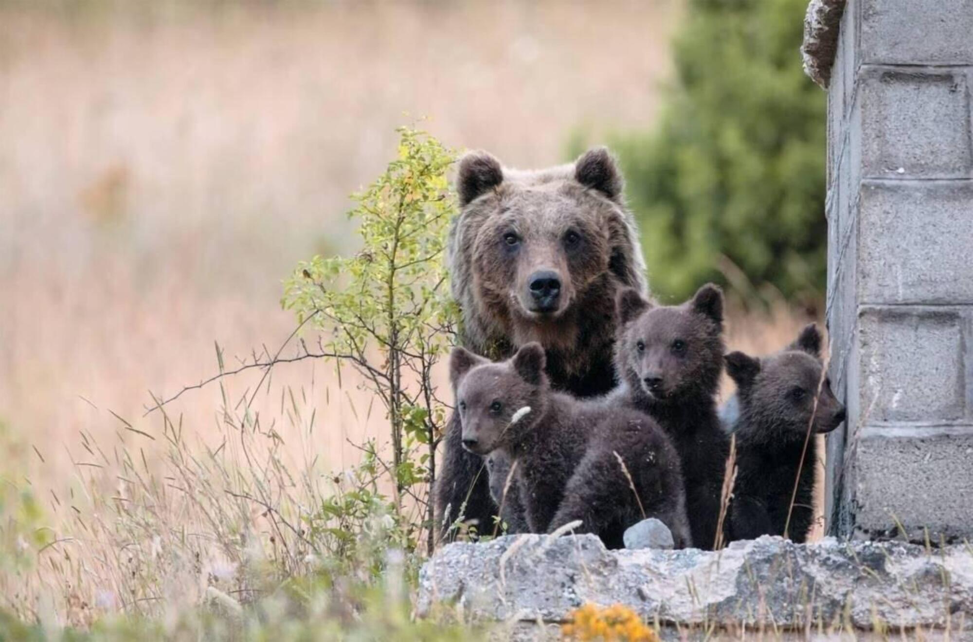 L&#039;orsa Amarena e i suoi cuccioli