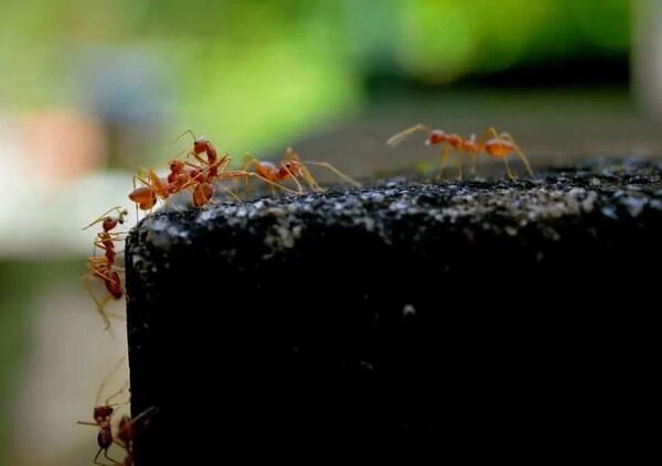 Dopo granchio blu e pappagallo monachello, perch&eacute; la formica... &egrave; la nuova emergenza per l&#039;agricoltura