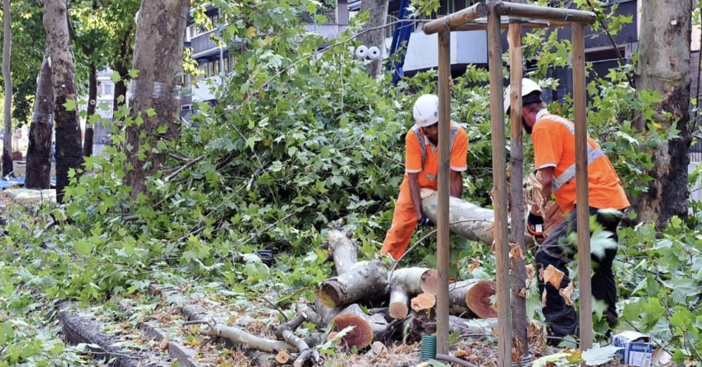 Ecco come Milano taglia gli alberi e finisce alluvionata. E il sindaco Beppe Sala&hellip;