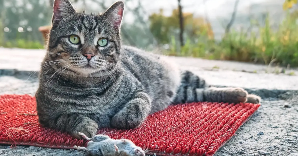 Altro che teneri e coccolosi, i gatti domestici sono una macchina da guerra. E l&#039;impatto ambientale &egrave; impressionante