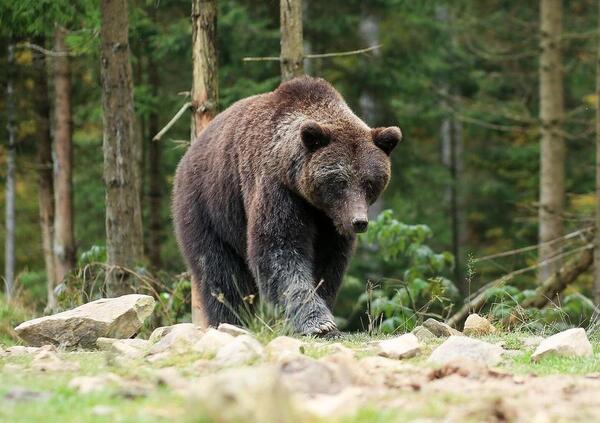 Orso M90 abbattuto, Daniela Martani: &ldquo;In Trentino orsicidi, intervenga Mattarella. Problematico non &egrave; l&rsquo;animale, ma il rapporto tra politici come Fugatti, la natura e la poltrona&rdquo;