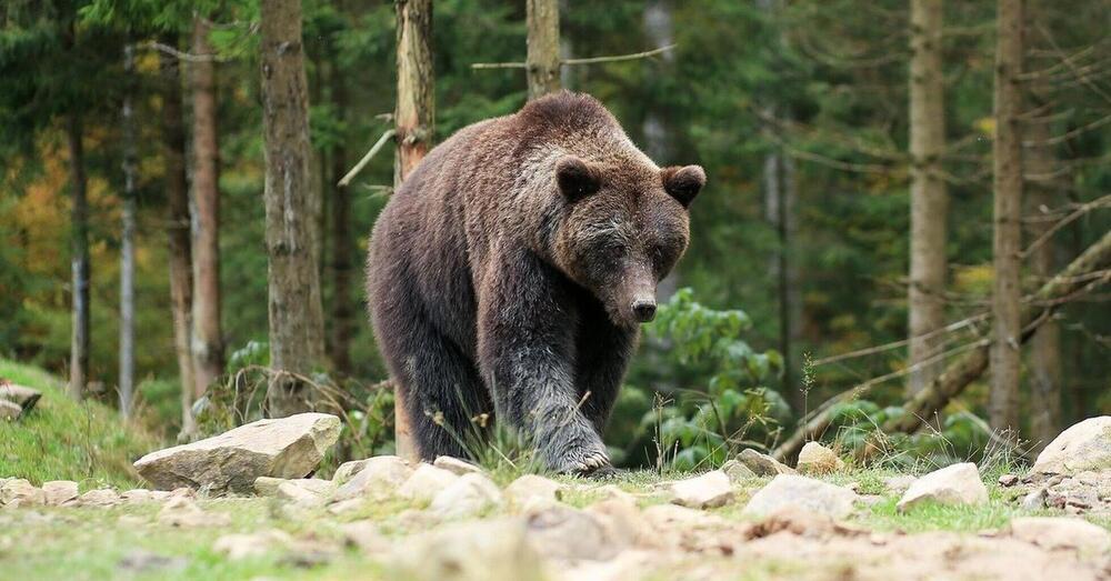 Orso M90 abbattuto, Daniela Martani: &ldquo;In Trentino orsicidi, intervenga Mattarella. Problematico non &egrave; l&rsquo;animale, ma il rapporto tra politici come Fugatti, la natura e la poltrona&rdquo;