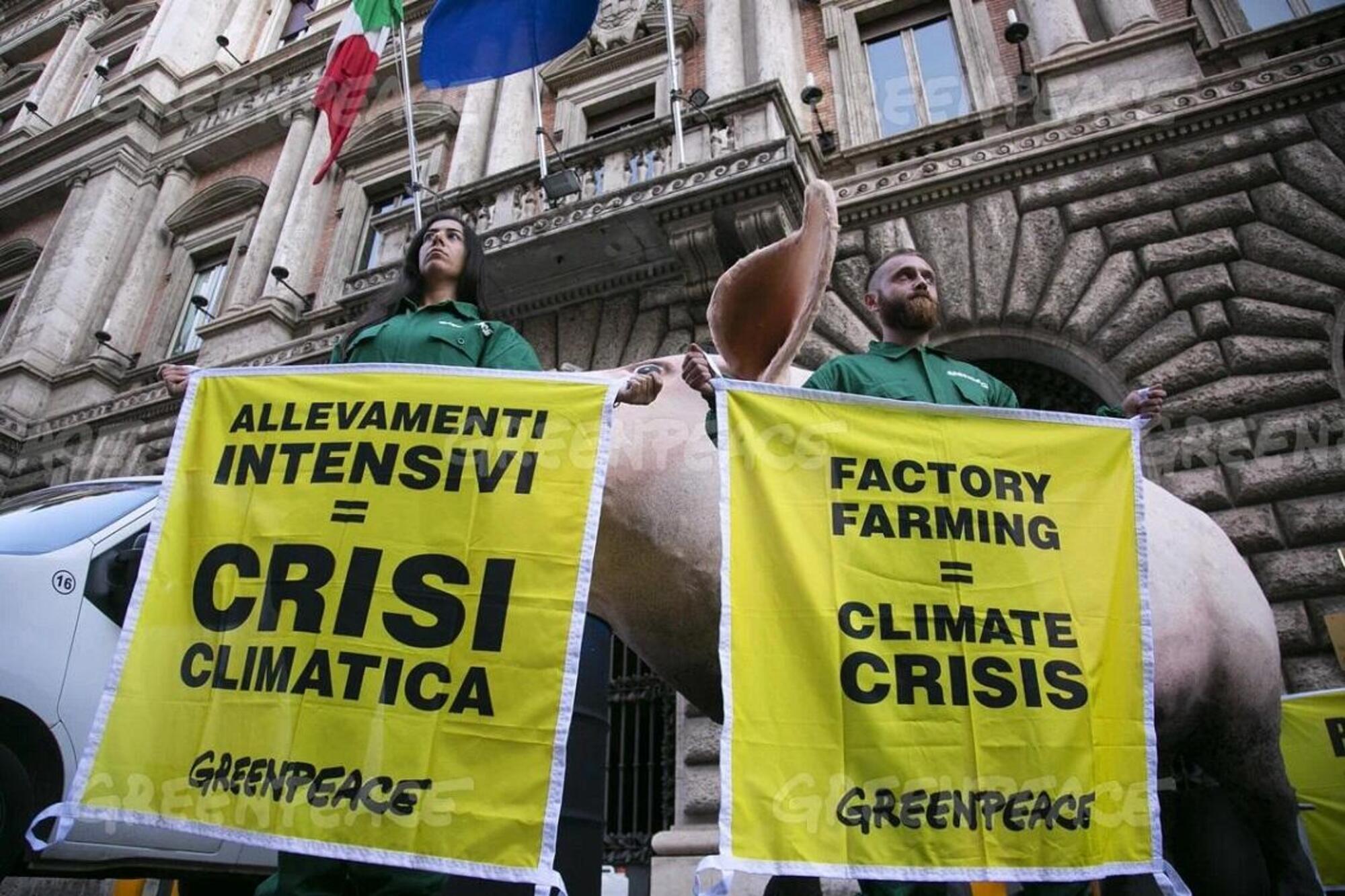 Le manifestazioni contro gli allevamenti intensivi