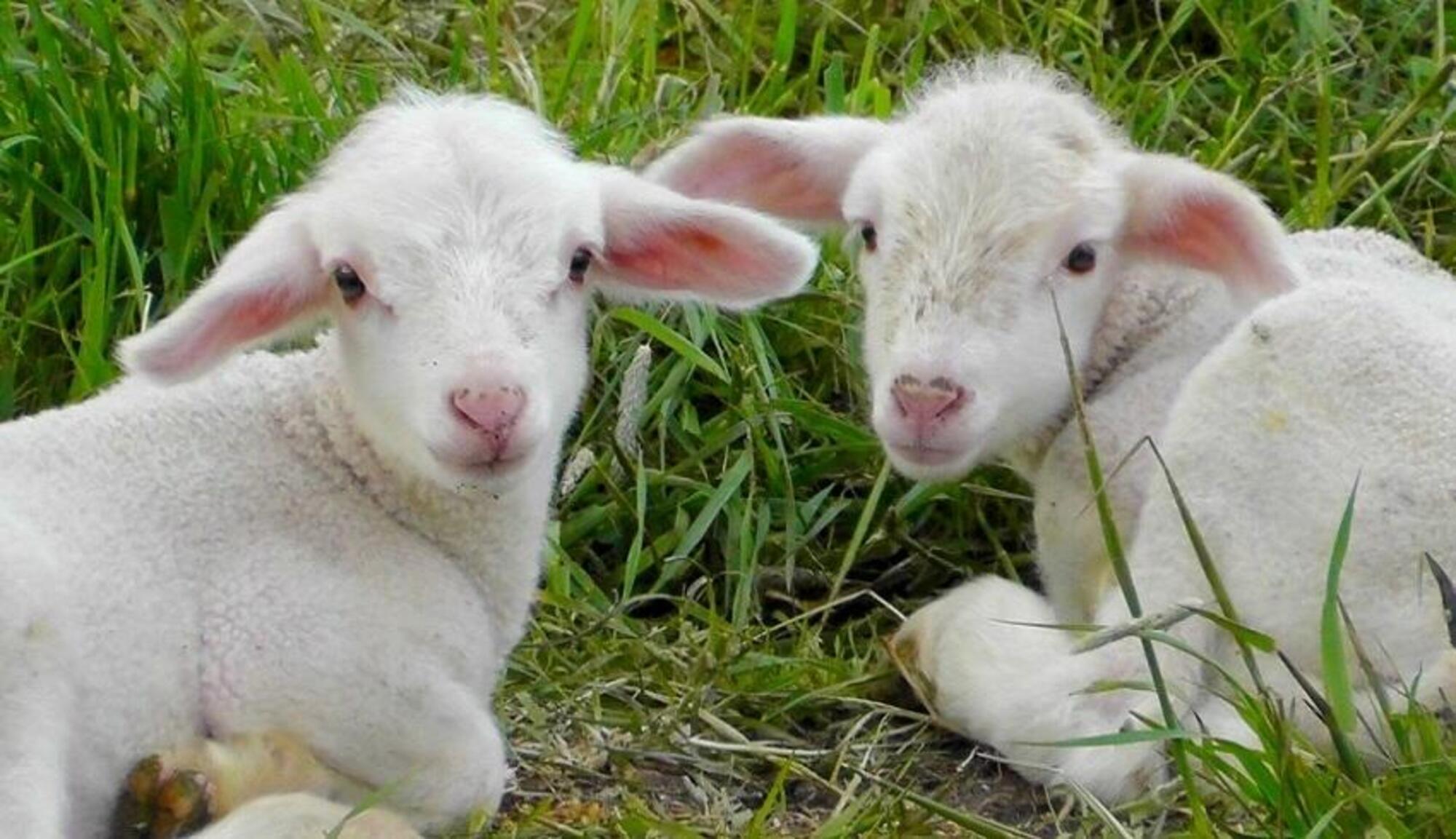 Agnelli di pochi mesi, prima di essere uccisi per la celebrazione della Pasqua