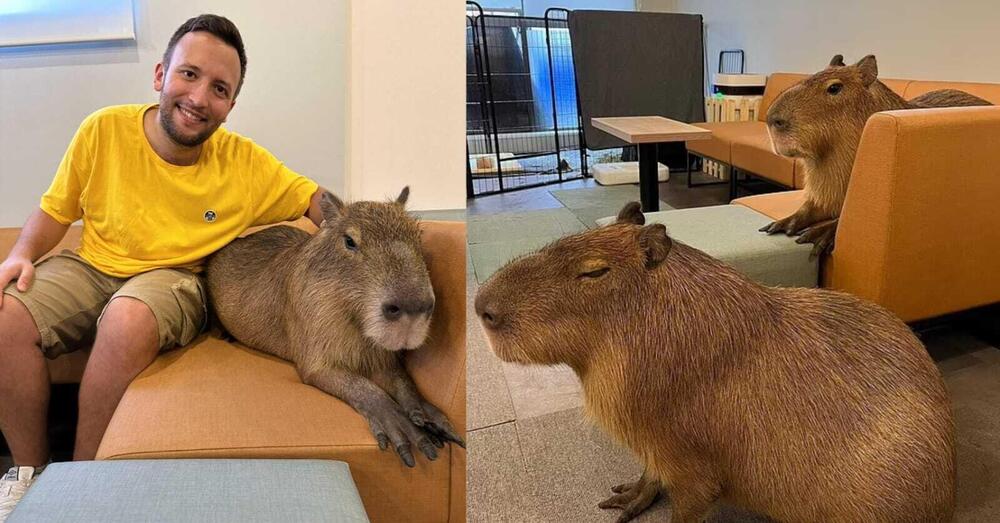 Altro che Cat Caf&egrave;. Siamo stati in Giappone nel bar dove mangi insieme ai topi giganti. Ecco l&#039;esperienza pi&ugrave; assurda del food