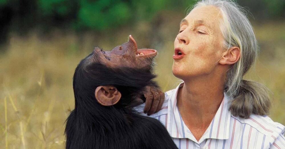 Ok, ma chi caz*o &egrave; Jane Goodall, l&#039;etologa e ambientalista ospite del Concertone del Primo Maggio?