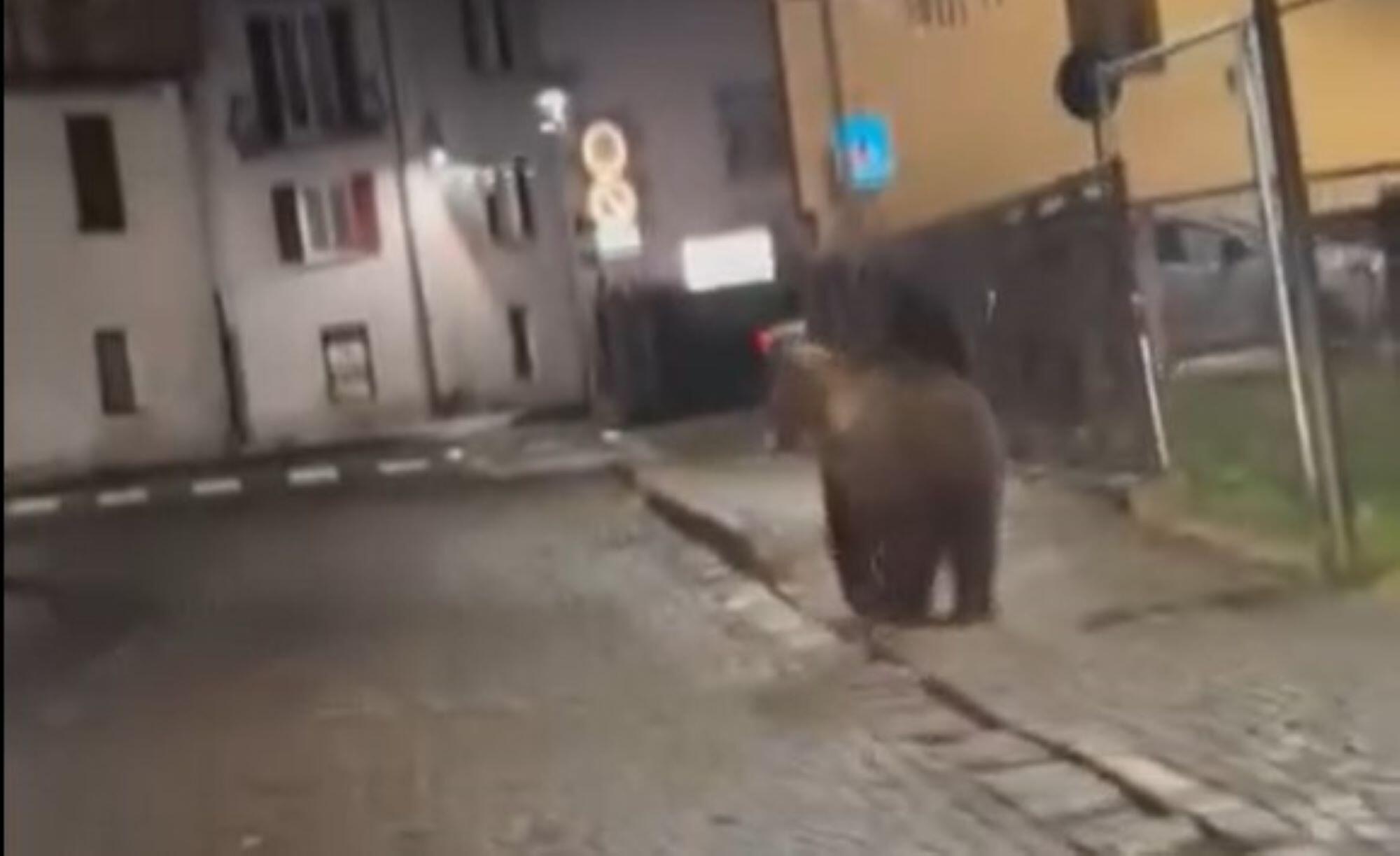 orso malè