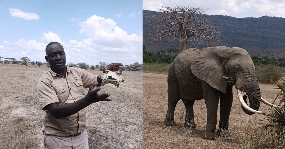 Vacanze in Africa: un elefante che ci minaccia, undici ore di viaggio e un&rsquo;unica consapevolezza, quella cantata da Vasco, ecco quale. Il reportage estivo di un &ldquo;viaggio al contrario&rdquo;