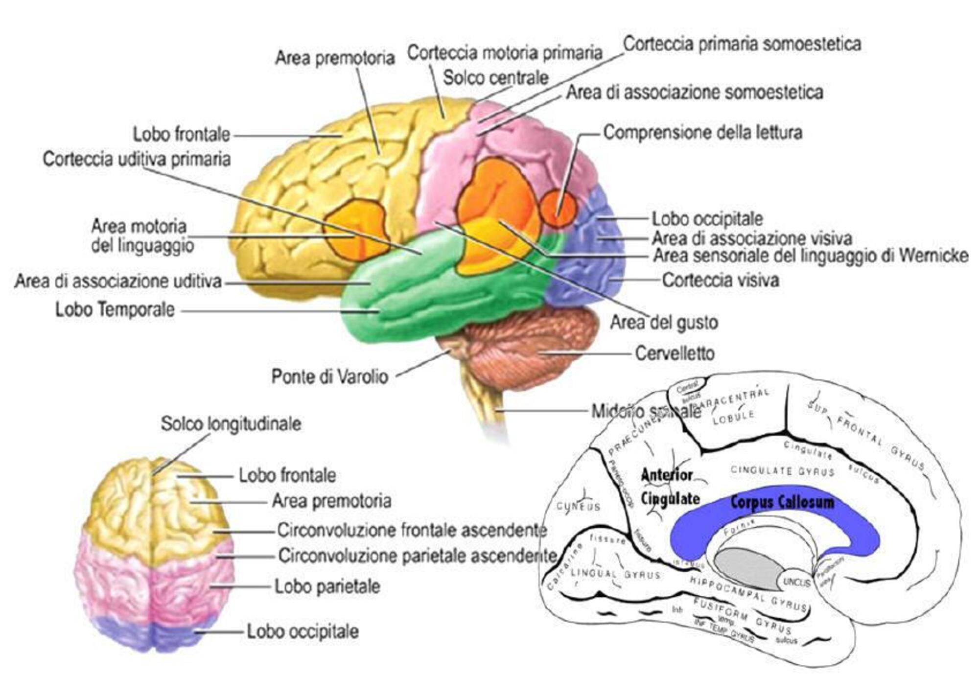 Le aree del cervello umano