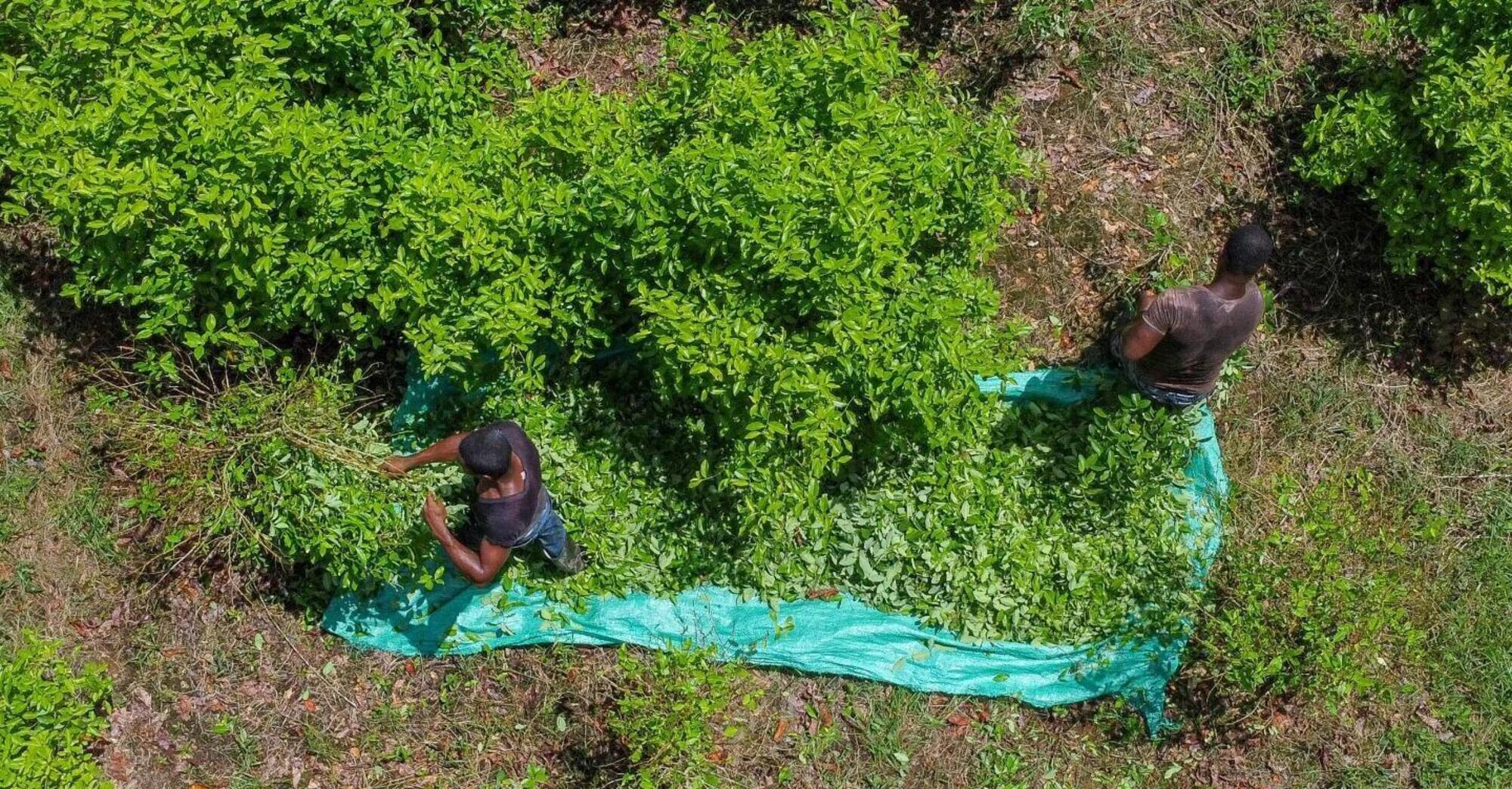 coltivazioni foglie di coca