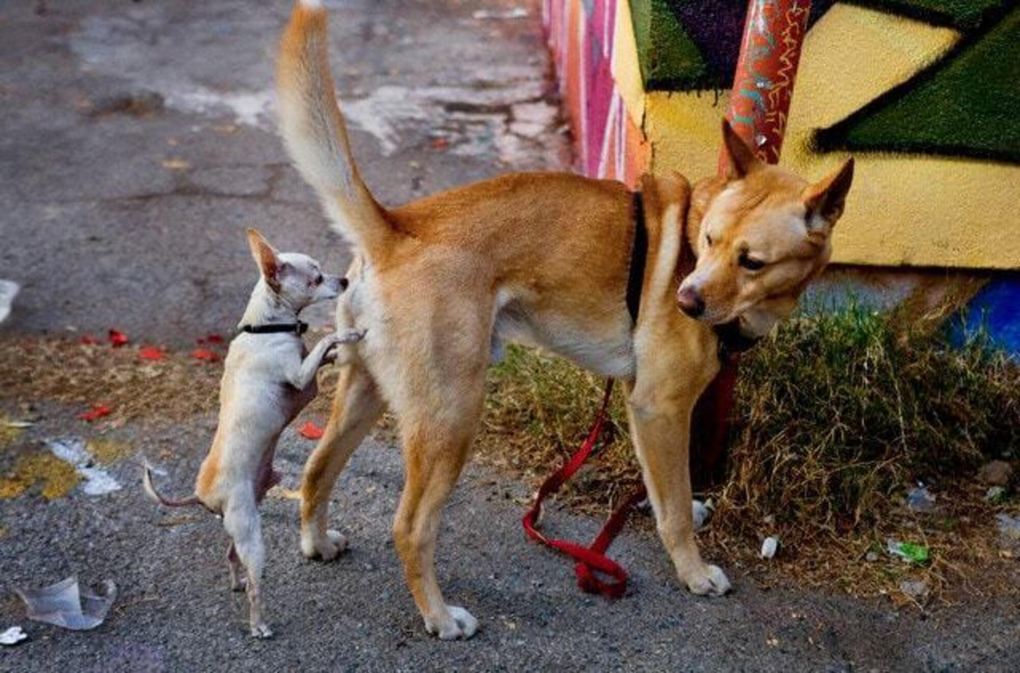 Cani che si annusano il sedere