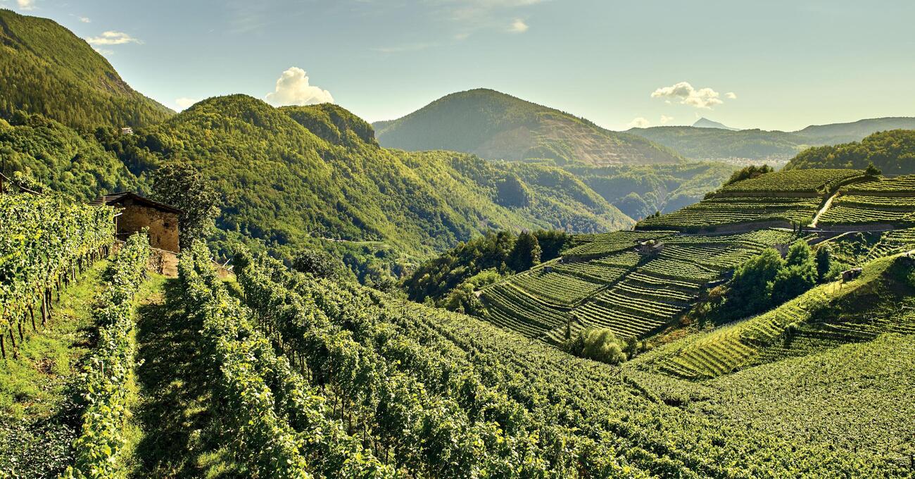 Siamo stati in Val di Cembra (Trentino) per scoprire Cembra Cantina di Montagna e i suoi vini. Ecco com&#039;&egrave; andata la nostra visita tra i vigneti verticali