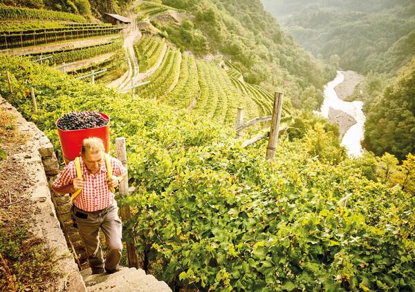 Siamo stati in Val di Cembra (Trentino) per scoprire Cembra Cantina di Montagna e i suoi vini. Ecco com&#039;&egrave; andata la nostra visita tra i vigneti verticali