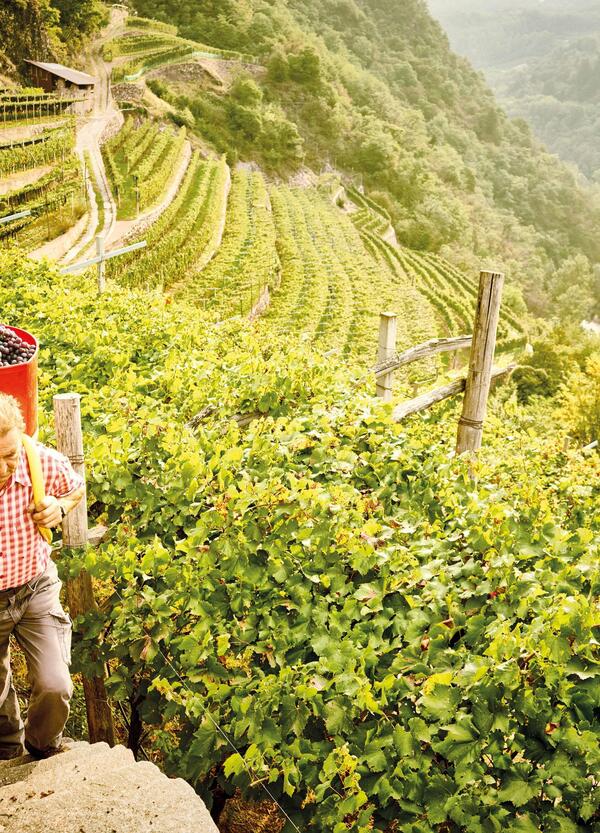 Siamo stati in Val di Cembra (Trentino) per scoprire Cembra Cantina di Montagna e i suoi vini