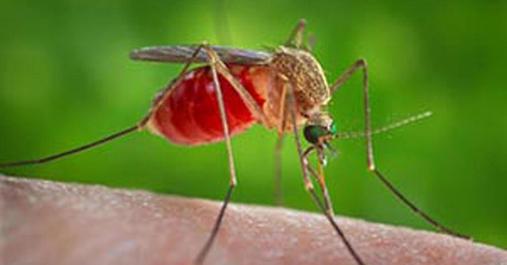 L&rsquo;APOCALISSE DELLE ZANZARE? Ma che caz*o &egrave; il virus West Nile? Ecco i sintomi e come proteggersi